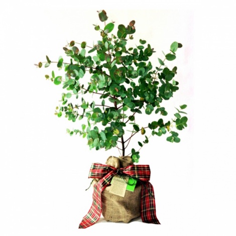 Eucalyptus Tree Gift